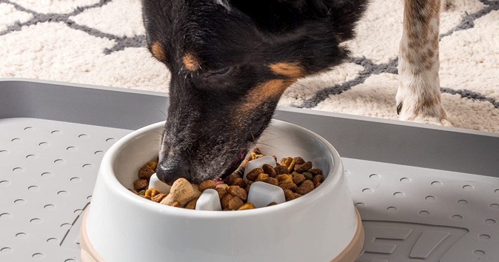 dog eating food out of a dish