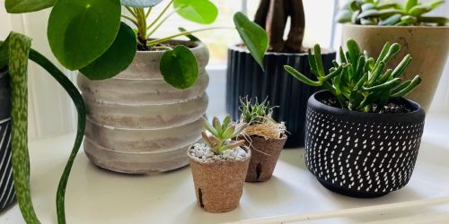 First Succulent Studios Box Only $5 Shipped (Includes FREE Bonus Plant!)