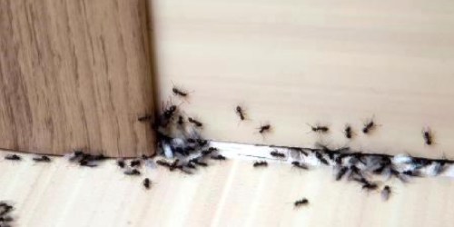 These Are the Cheapest & Best Ways to Kill Ants (& Keep Them Away!)