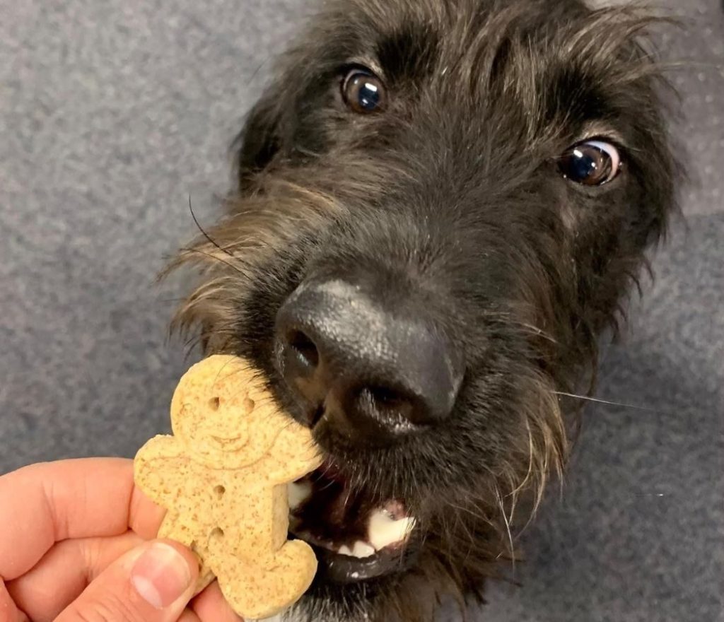 Dog eating a Buddy Biscuit