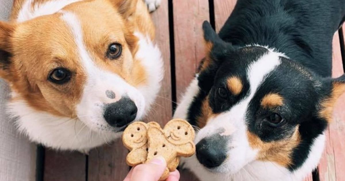 two dogs being given Buddy Biscuits