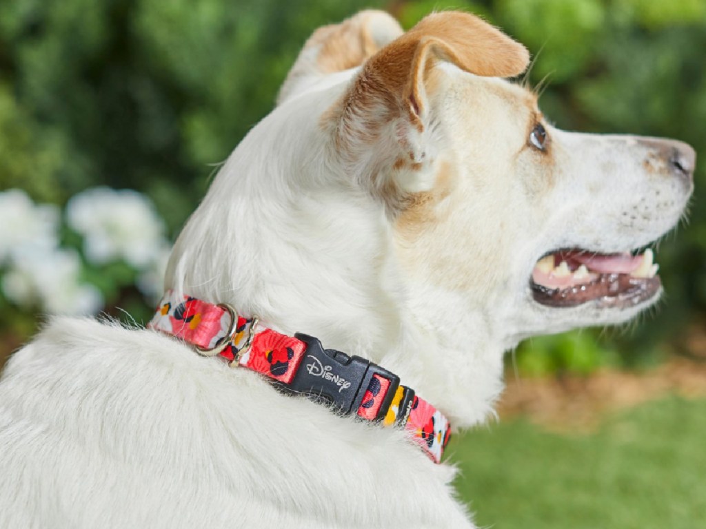 dog wearing minnie mouse collar