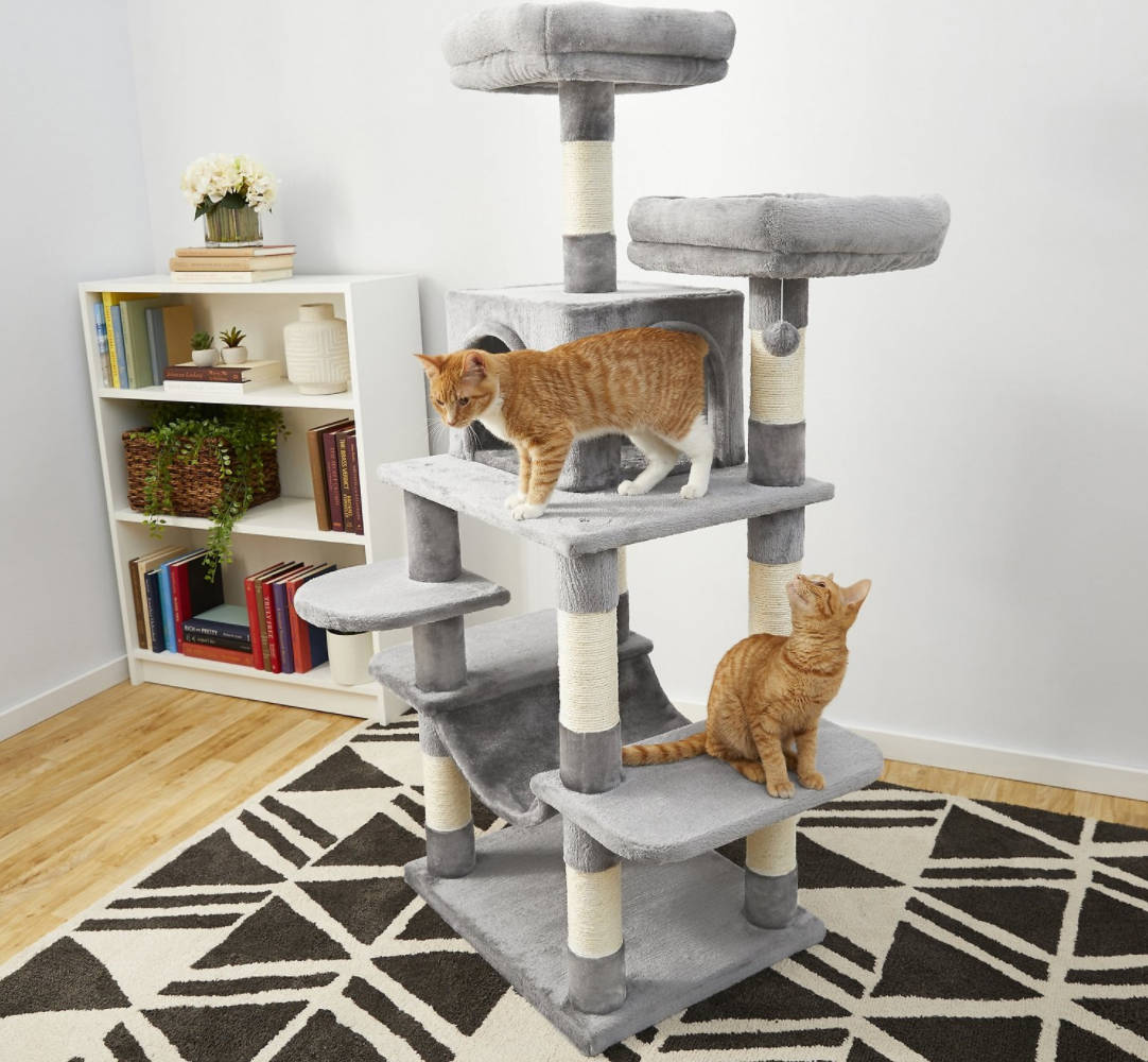 frisco cat condo