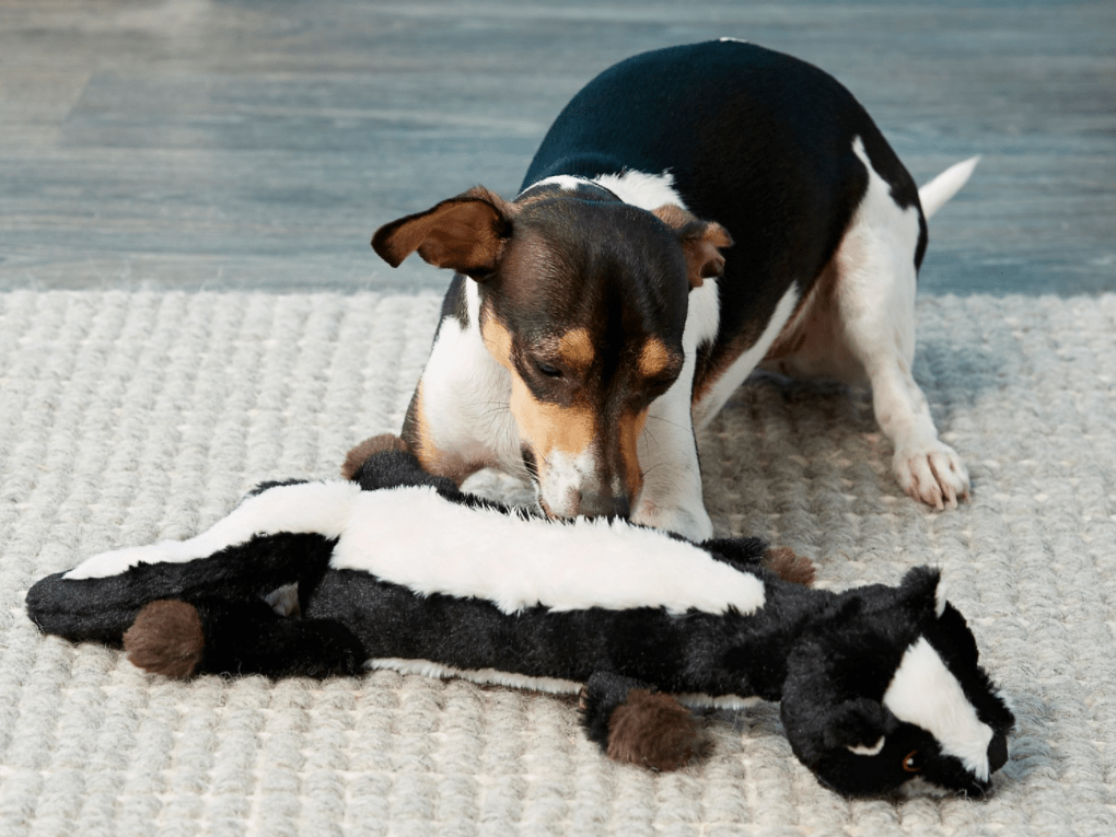 dog playing with a toy skunk