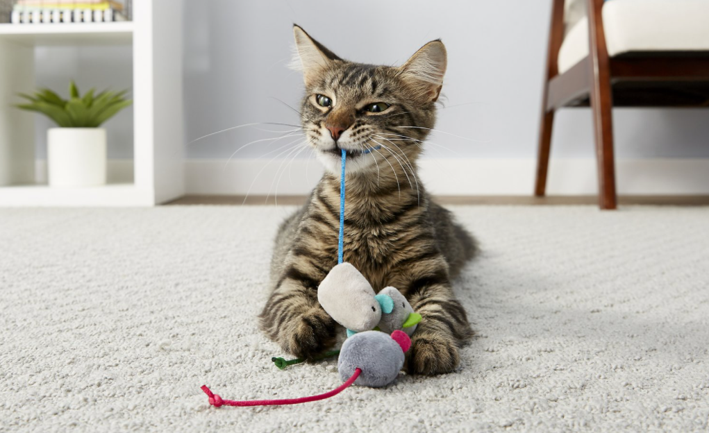cat playing with toy mice
