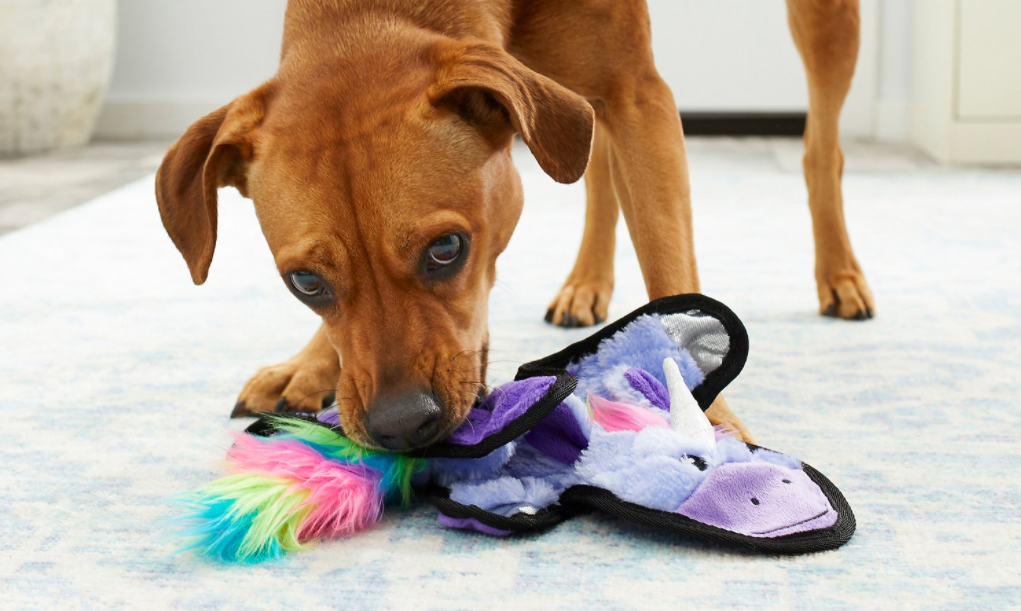 dog playing with a toy unicorn