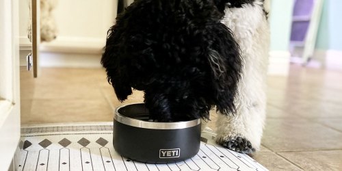 Complimentary YETI Boomer Dog Bowl w/ BarkBox Subscription ($40 Value)