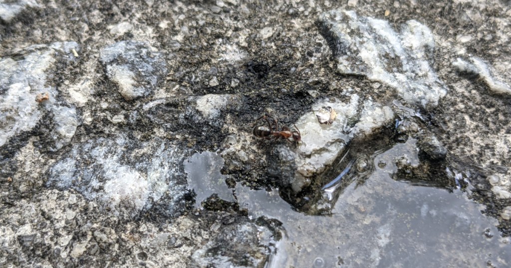 ant drinking water on concrete