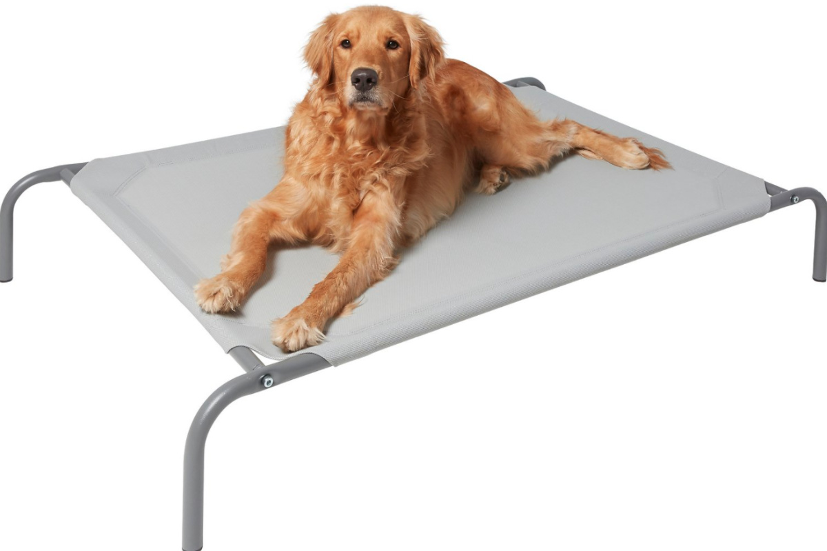 elevated dog bed chewy