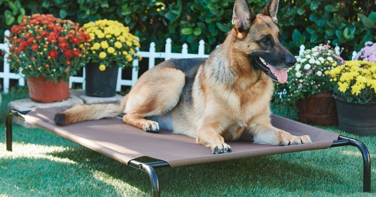 chewy elevated dog bed