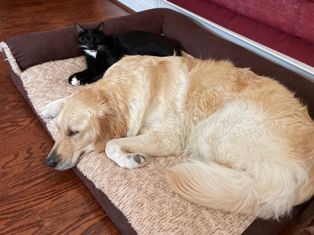 dog and cat on dog bed