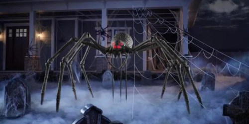 Would You Pay $350 for This Monstrous Hissing Spider?