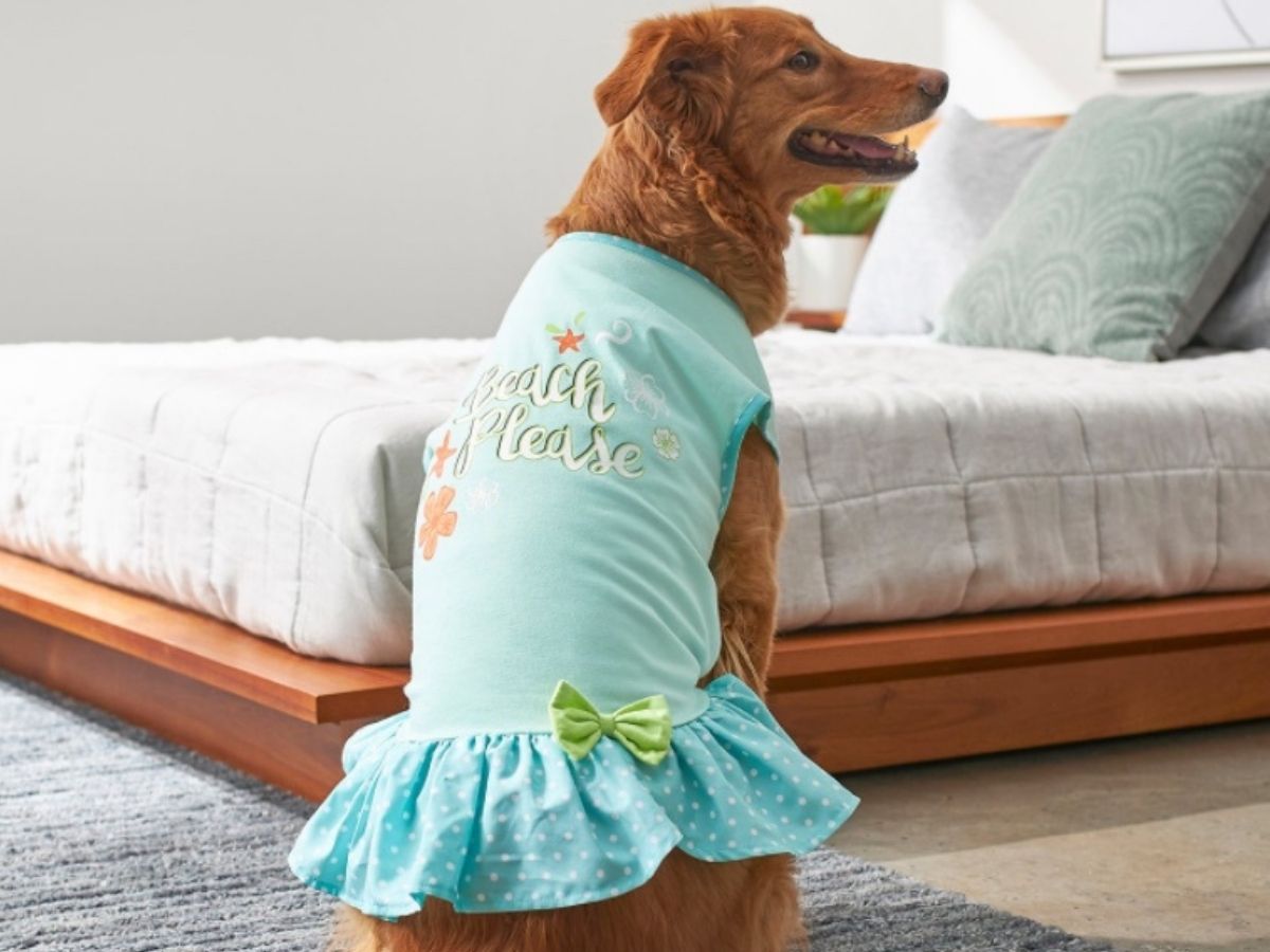 dog wearing a dress