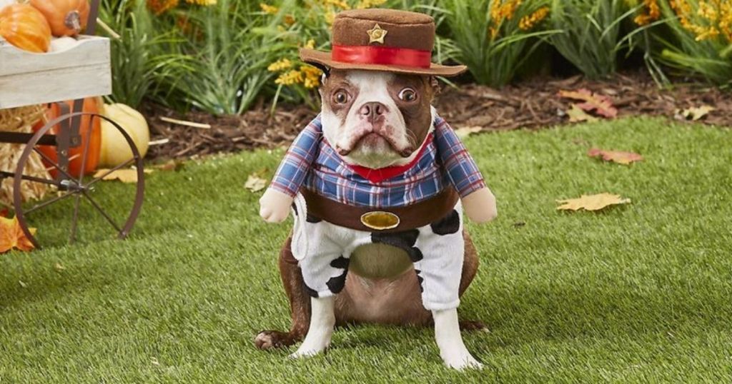 dog in a cowboy costume