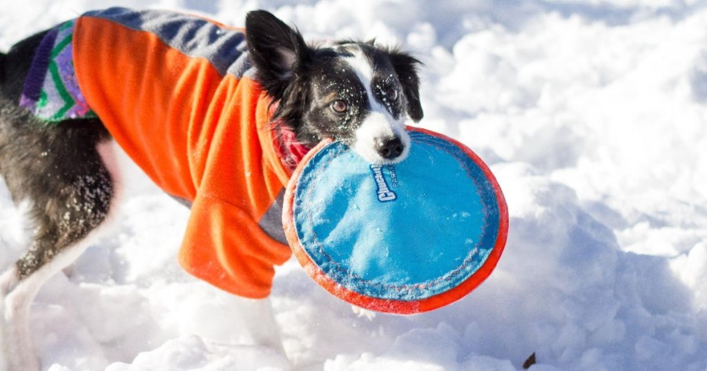 Dog in the snow wearing a jacket holding a ChuckIt! Paraflight Flyer Dog Toy