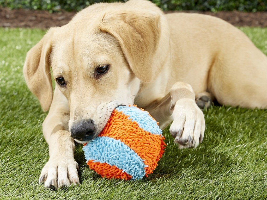 orange and blue chuckit ball for small dogs