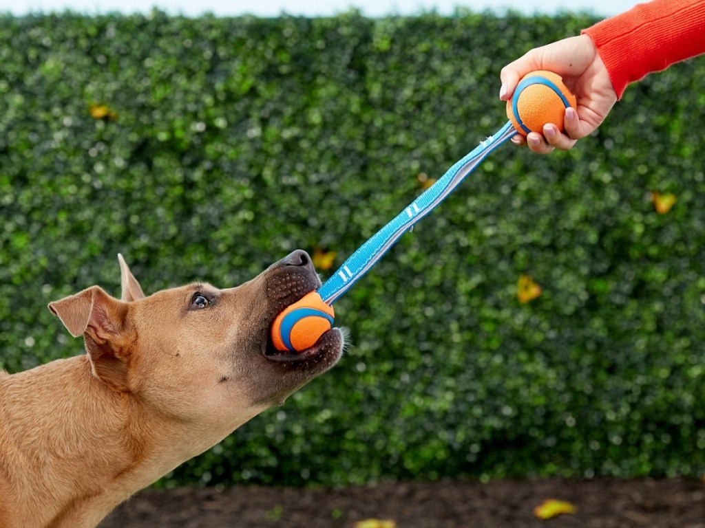 chuckit ultra duo tug toy for dogs