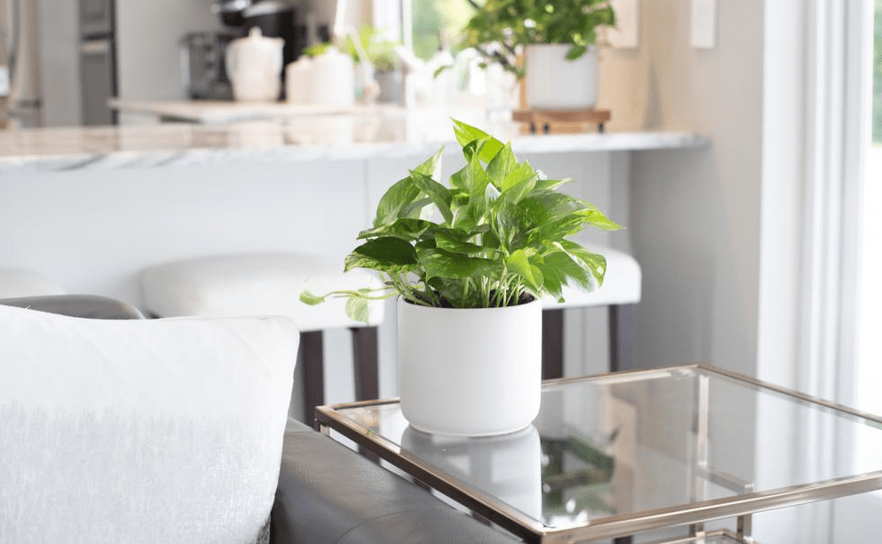 pothos plant in a planter on a table