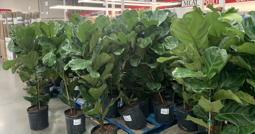 fiddle leaf fig trees in store
