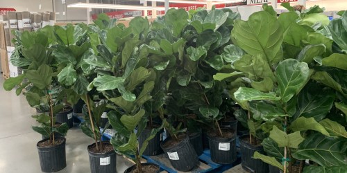 Live Fiddle Leaf Fig Trees Just $39.99 at Costco | More Summer Plants from $14.99
