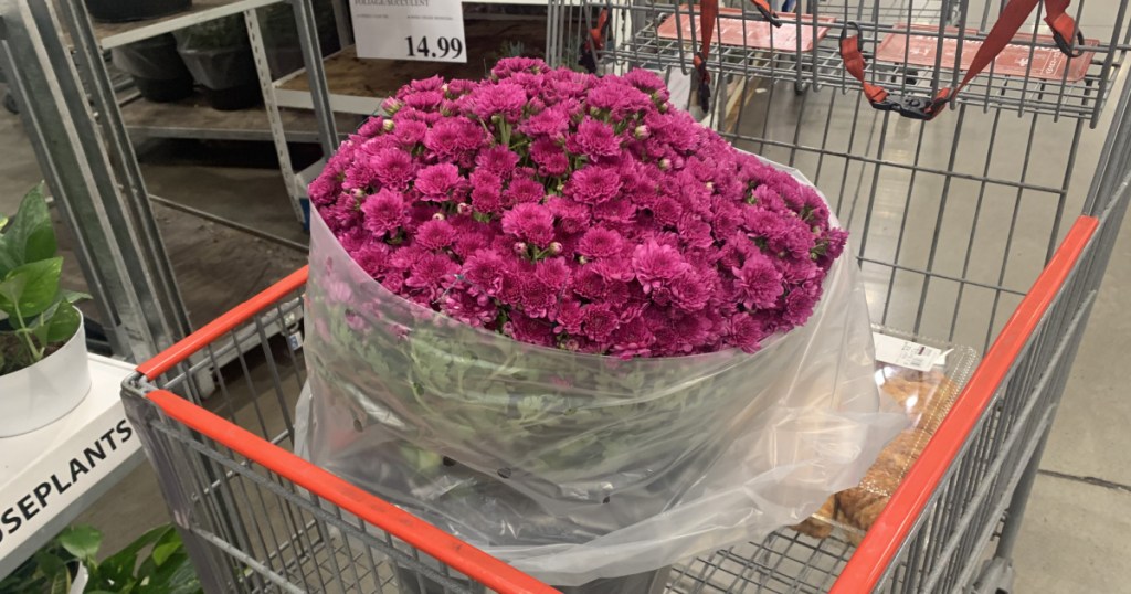 Large potted live fall mums in shopping cart