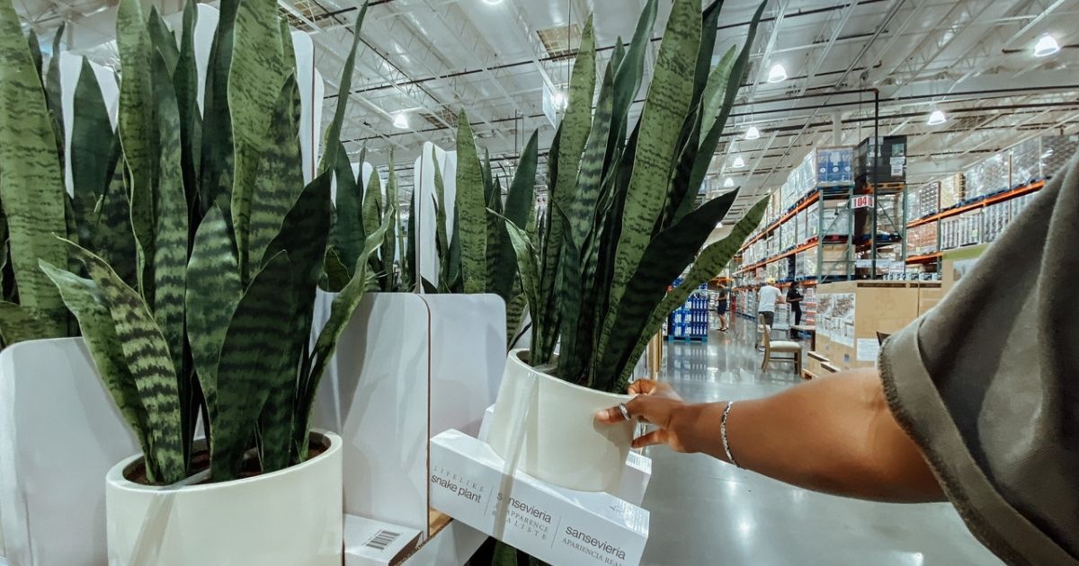 Faux Snake Plant – ShopEZ USA