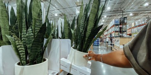 Lifelike Faux Snake Plant Only $49.99 at Costco | In-Store Only