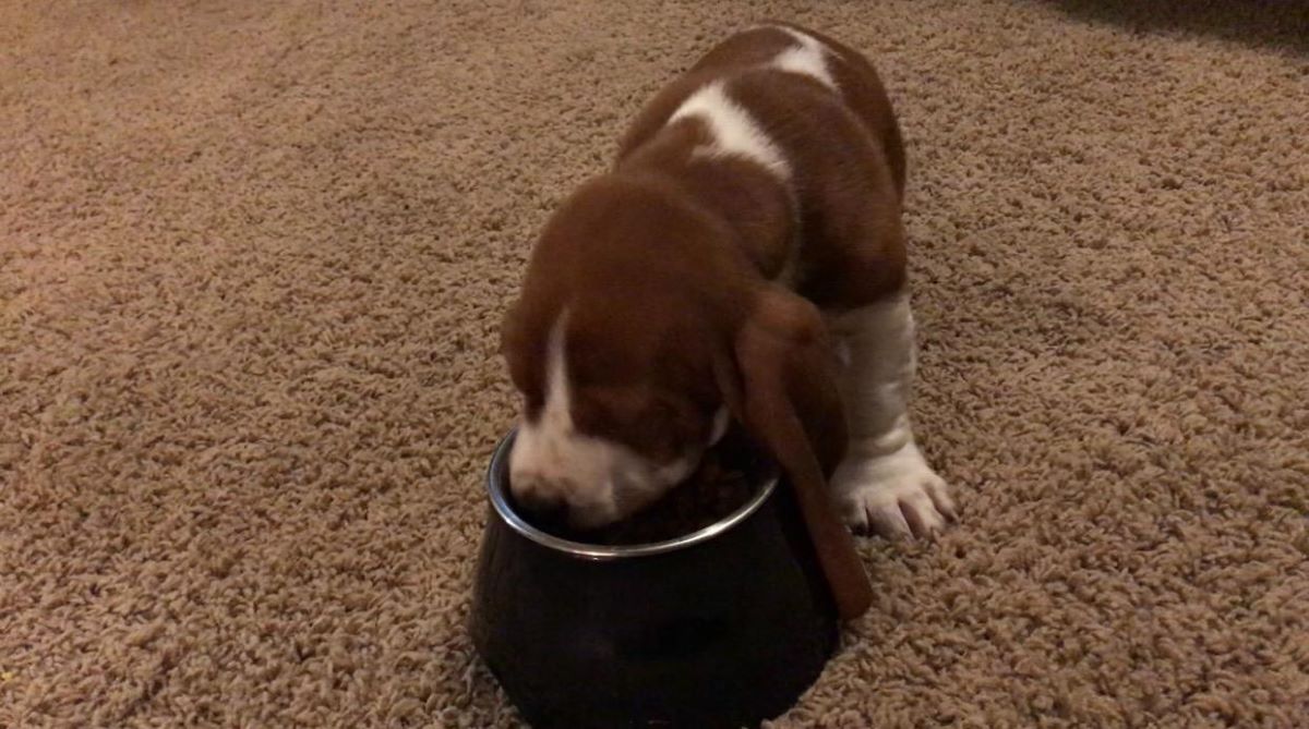 Elevated dog best sale bowls petsmart