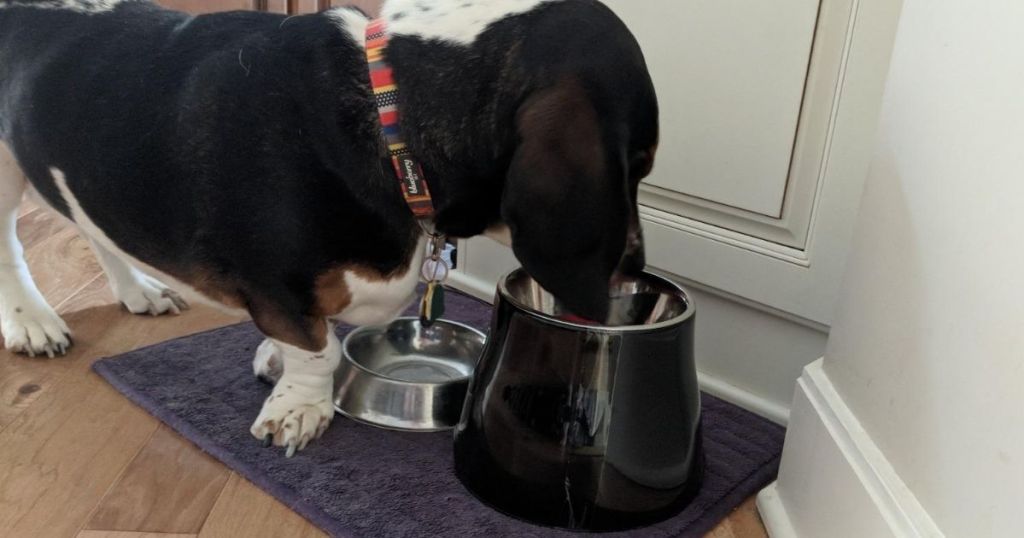 dog eating out of a raised bowl