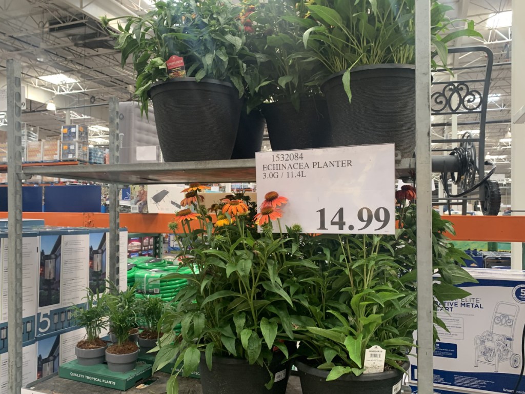 summer plants in planter on store shelf