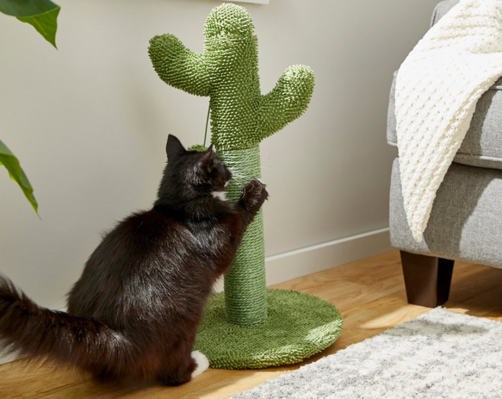 cat using a cactus scratching post
