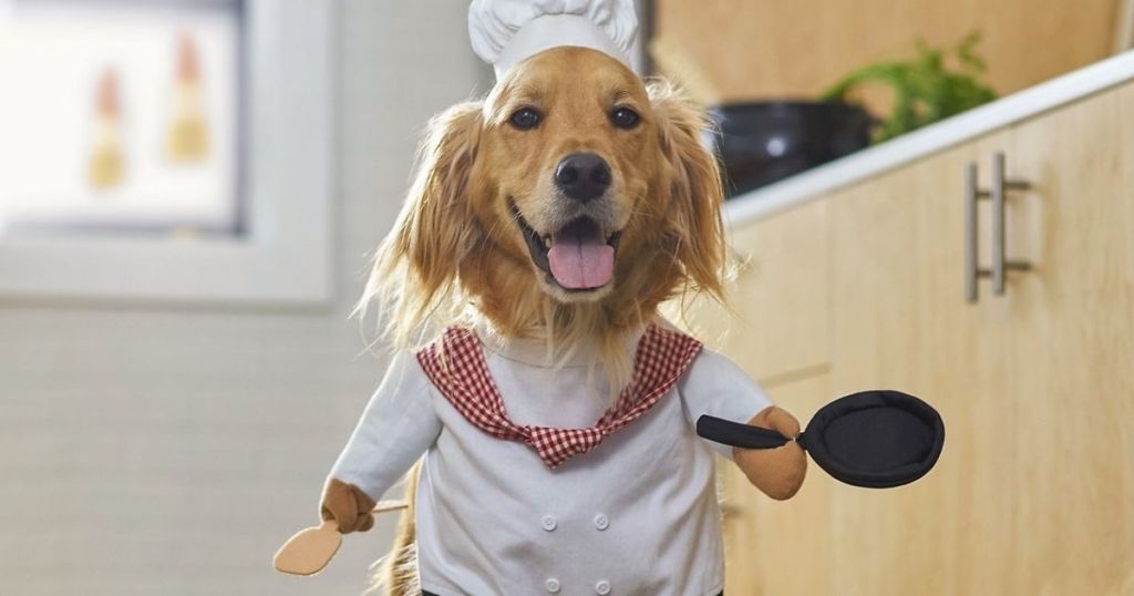 dog in a chef costume