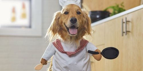 Pet Costumes from $14.99 on Chewy.com | Chef, Cowboy, Granny & More