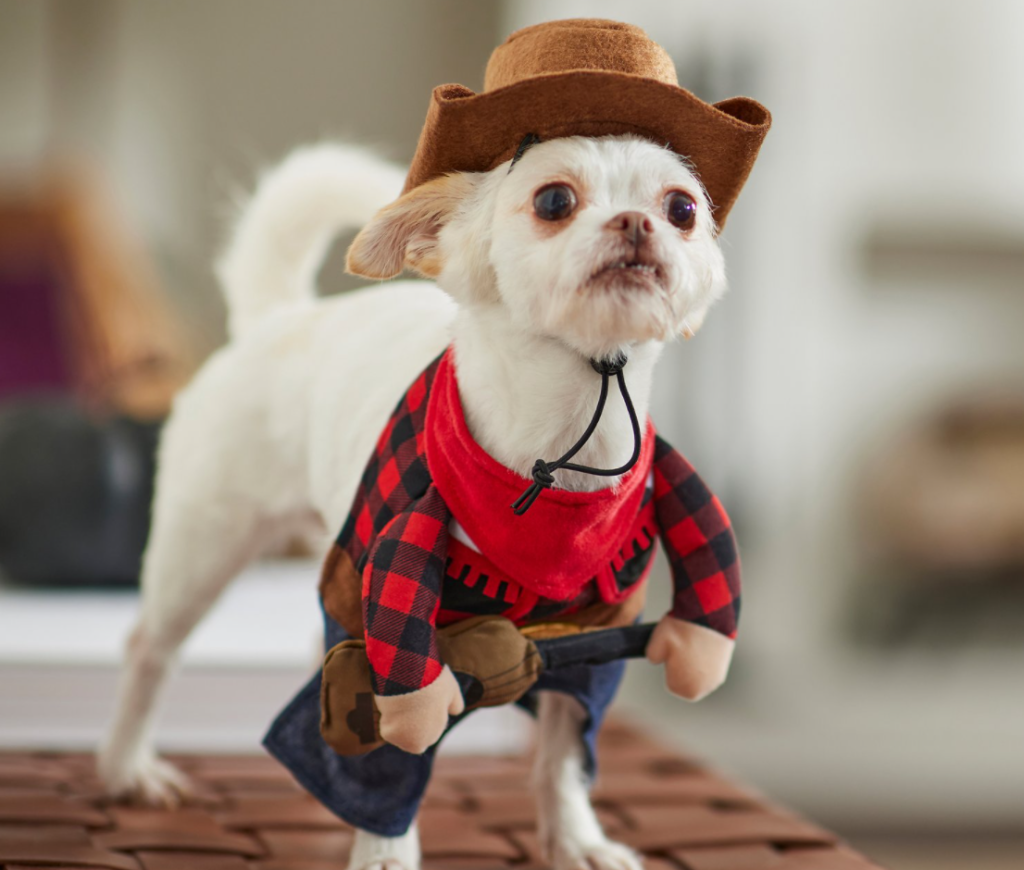 dog in a Country Singer Costume