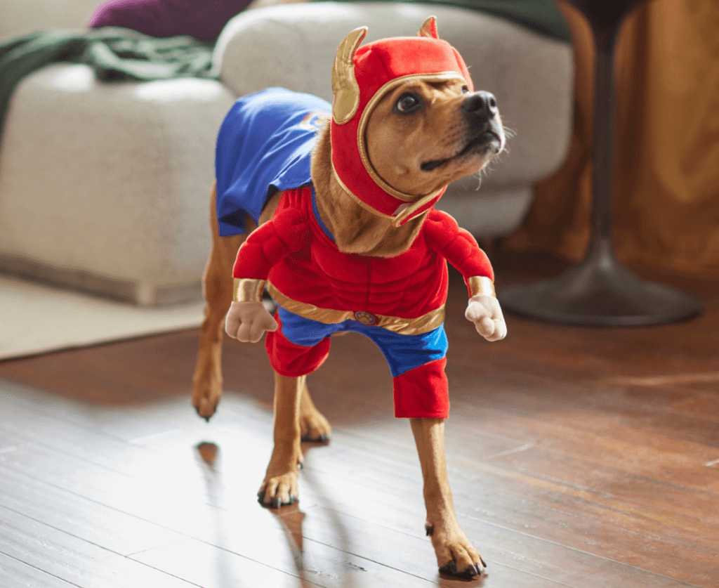 dog in a Superhero Costume