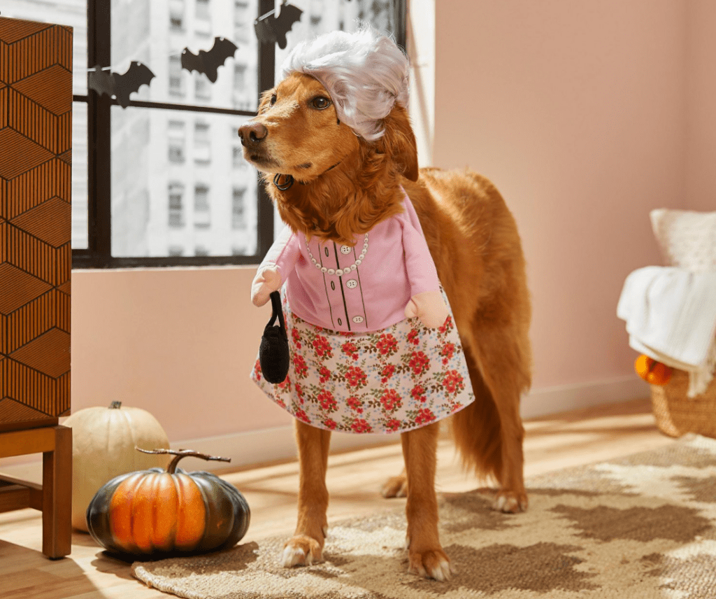 dog in a Walking Granny Costume