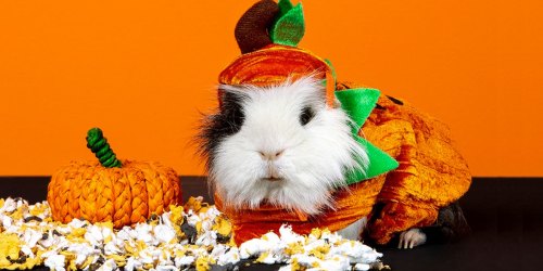 PetSmart Has Halloween Costumes for Guinea Pigs, Dogs & More as Low as $6.99