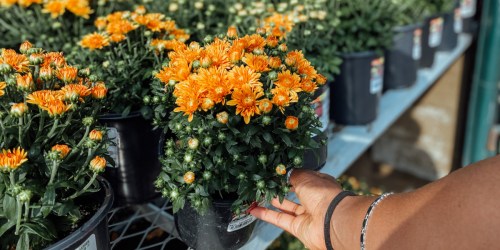 Home Depot Labor Day Sale Live Now | Storewide Savings on Plants, Garden Soil, Charcoal, Grills & More