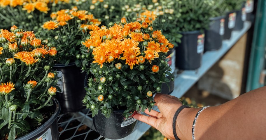 home depot store display of orange fall mums