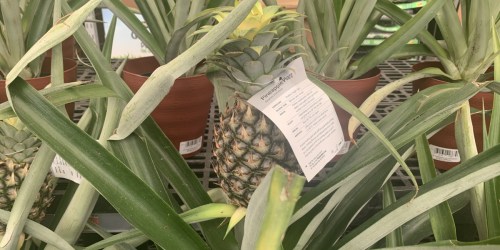 Better Homes & Gardens Pineapple Plant Just $14.97 at Walmart