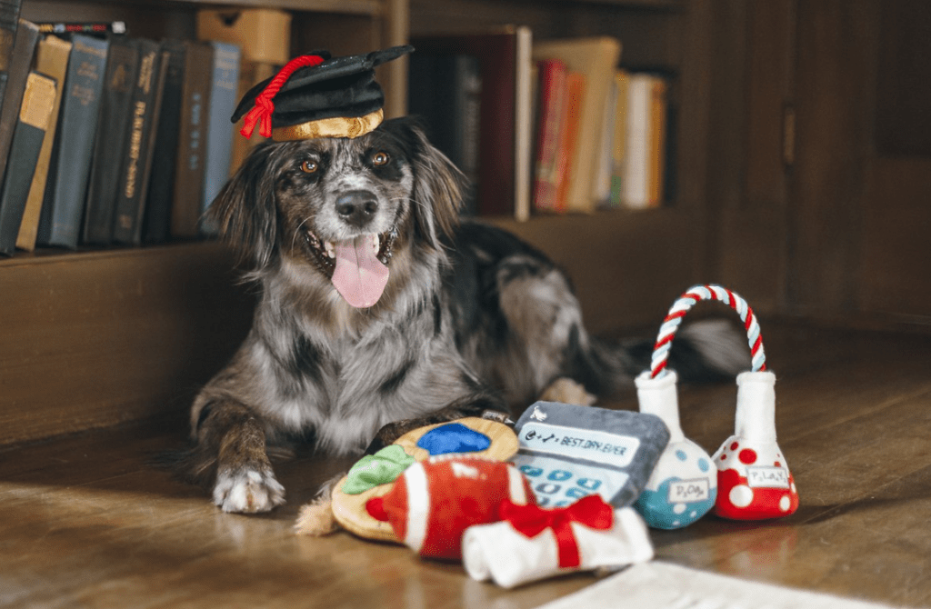 dog wearing a graduation cap sitting next to toys
