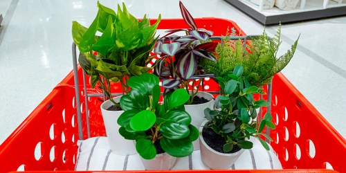 40% Off Target Artificial Potted Plants (Prices from $3)