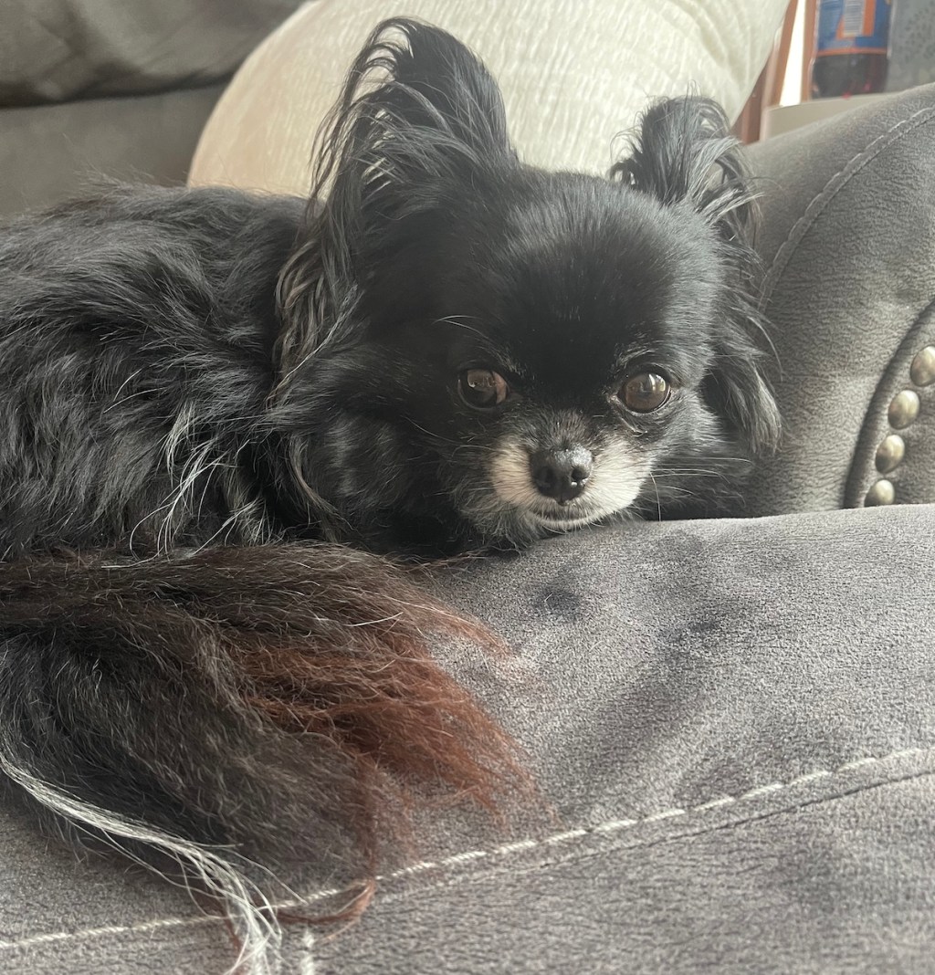 close up of small dark haired dog sitting on couch