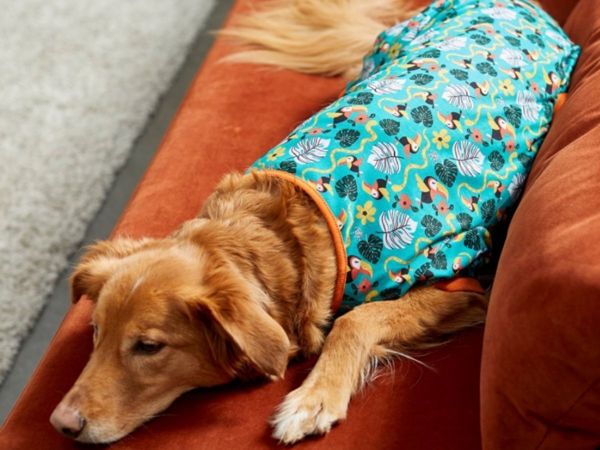 dog laying down wearing pajamas