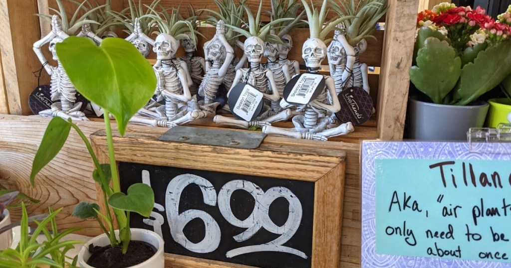 Yoga Skeleton Air Plants are Back at Trader Joe’s & They’re Only 6.99