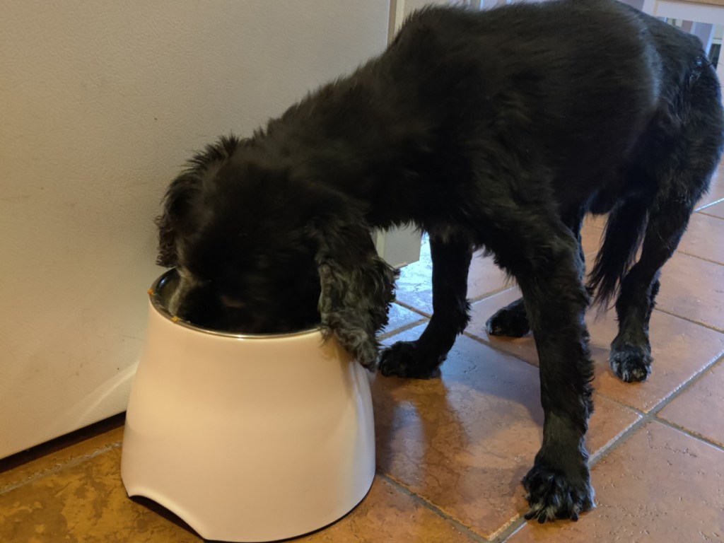 black dog eating out of a white dog bowl