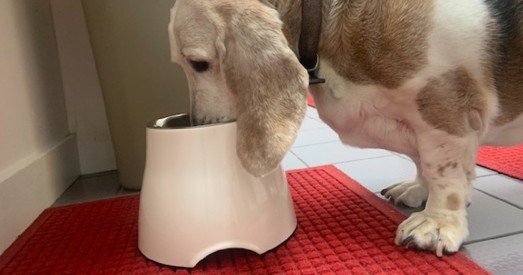 basset hound eating out of a white dog bowl