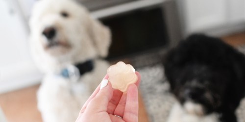 Make Your Own Frozen Dog Treats Using Just One Ingredient!