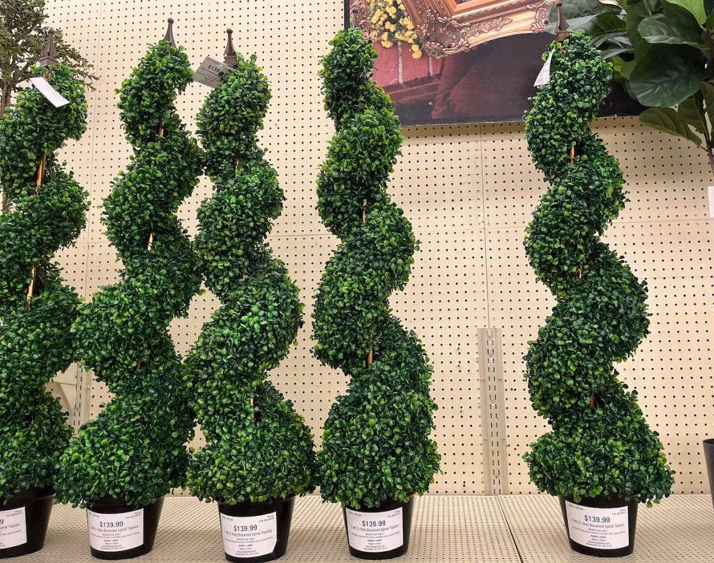 row of green spiral boxwood trees on store shelf