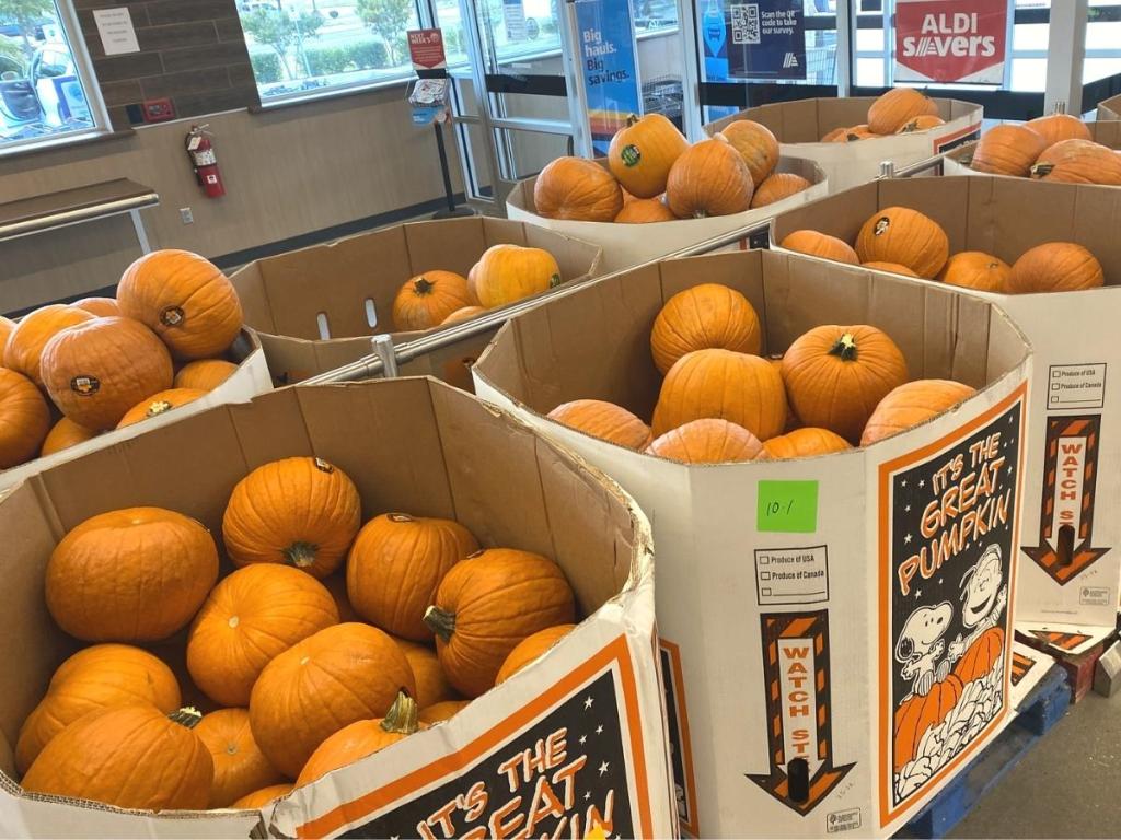 large pumpkins in aldi store